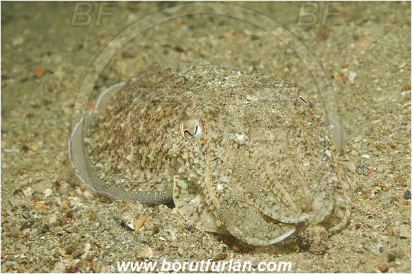 Piran, Slovenia, Adriatic sea, Mediterranean sea, Sepia officinalis, Sepia, Sepiidae, European cuttlefish, Common cuttlefish, Cuttlefish, Cephalopoda, Mollusca, Mollusc