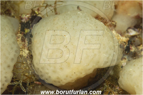 Piran, Slovenia, Adriatic sea, Mediterranean sea, Polycitor adriaticus, Polycitor, Polycitoridae, Colony of sea squirt, Ascidiacea, Tunicata, Tunicate