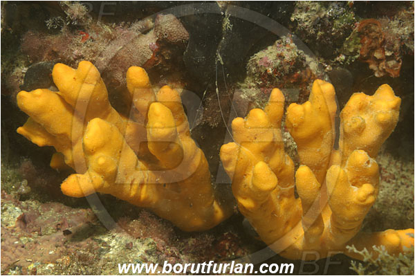 Piran, Slovenia, Adriatic sea, Mediterranean sea, Axinella verrucosa, Axinella, Axinellidae, Yellow Axinella sponge, Yellow branching sponge, Sponge, Porifera