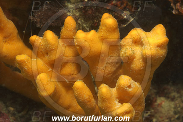 Piran, Slovenia, Adriatic sea, Mediterranean sea, Axinella verrucosa, Axinella, Axinellidae, Yellow Axinella sponge, Yellow branching sponge, Sponge, Porifera