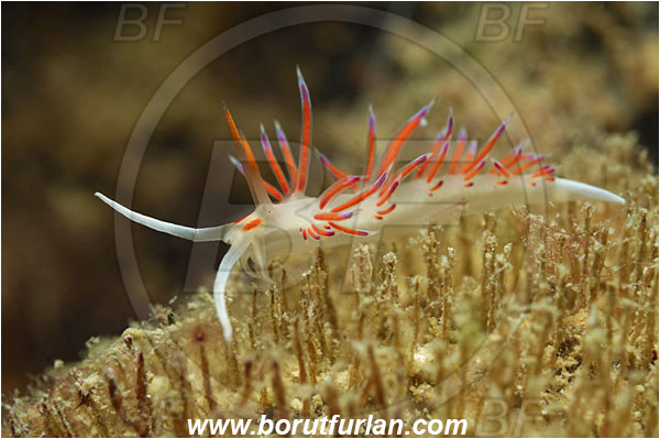 Piran, Slovenia, Adriatic sea, Mediterranean sea, Cratena peregrina, Cratena, Facelinidae, Tricolor nudibranch, Nudibranch, Sea slug, Gastropoda, Mollusca