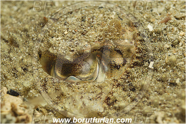 Piran, Slovenia, Adriatic sea, Mediterranean sea, Sepia officinalis, Sepia, Sepiidae, European cuttlefish, Common cuttlefish, Cuttlefish, Cephalopoda, Mollusca, Mollusc, Eye, Buried in the sand