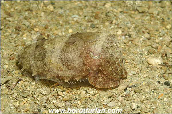 Piran, Slovenia, Adriatic sea, Mediterranean sea, Sepia elegans, Sepia, Sepiidae, Elegant cuttlefish, Cuttlefish, Cephalopoda, Mollusca, Mollusc