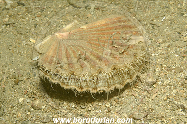 Piran, Slovenia, Adriatic sea, Mediterranean sea, Pecten jacobaeus, Pecten, Pectinidae, Bivalvia, Mollusca, Mollusc, Mediterranean scallop, Scallop, Shell