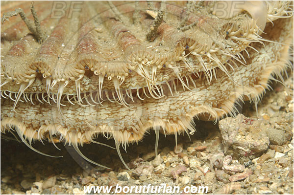 Piran, Slovenia, Adriatic sea, Mediterranean sea, Pecten jacobaeus, Pecten, Pectinidae, Bivalvia, Mollusca, Mollusc, Mediterranean scallop, Scallop, Shell, Abstract