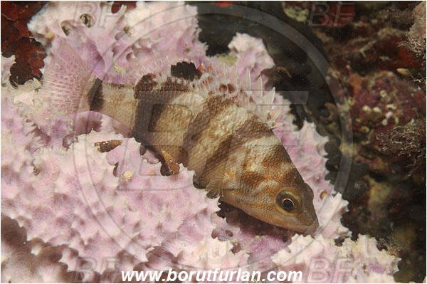 Piran, Slovenia, Adriatic sea, Mediterranean sea, Serranus hepatus, Serranus, Serranidae, Brown comber, Fish