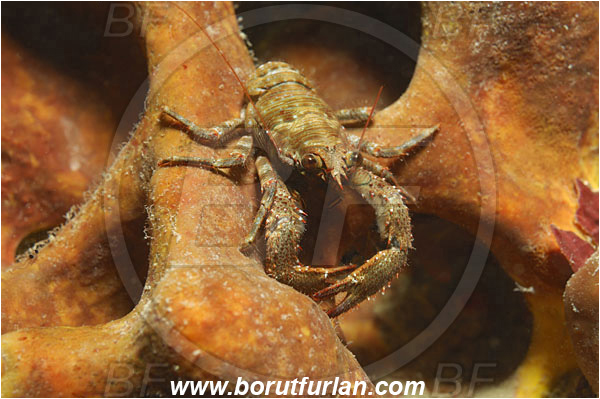 Piran, Slovenia, Adriatic sea, Mediterranean sea, Galathea squamifera, Galathea, Galatheidae, Decapoda, Black squat lobster, Squat lobster, Crustacea, Crustacean