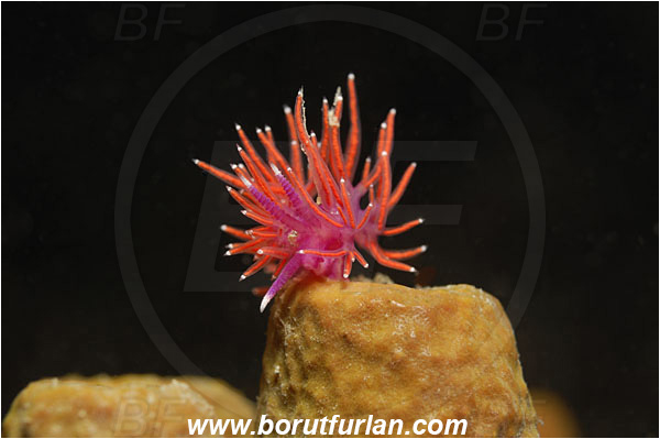 Piran, Slovenia, Adriatic sea, Mediterranean sea, Paraflabellina ischitana, Paraflabellina, Flabellinidae, Pink Flabellina, Mediterranean flabellina, Nudibranch, Sea slug, Gastropoda, Mollusca