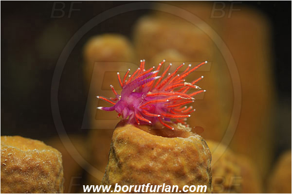 Piran, Slovenia, Adriatic sea, Mediterranean sea, Paraflabellina ischitana, Paraflabellina, Flabellinidae, Pink Flabellina, Mediterranean flabellina, Nudibranch, Sea slug, Gastropoda, Mollusca