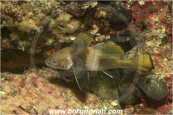 Piran, Slovenia, Adriatic sea, Mediterranean sea, Sciaena umbra, Sciaena, Sciaenidae, Brown meagre, Corb meager, Fish, Juvenile