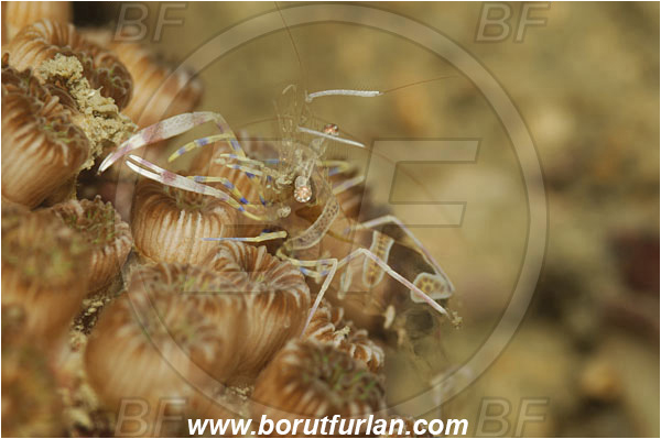 Piran, Slovenia, Adriatic sea, Mediterranean sea, Periclimenes amethysteus, Periclimenes, Palaemonidae, Decapoda, Glass shrimp, Shrimp, Crustacea, Crustacean