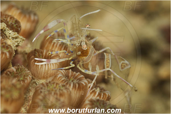 Piran, Slovenia, Adriatic sea, Mediterranean sea, Periclimenes amethysteus, Periclimenes, Palaemonidae, Decapoda, Glass shrimp, Shrimp, Crustacea, Crustacean