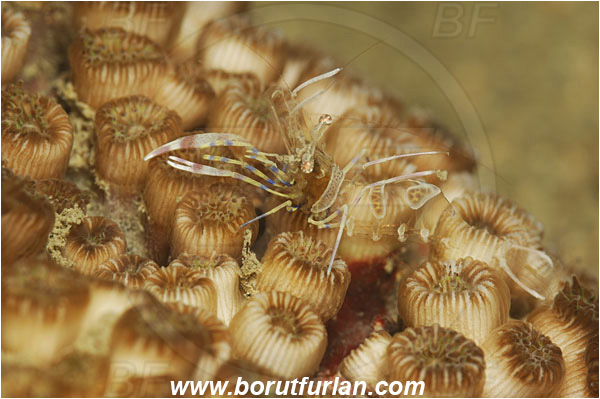 Piran, Slovenia, Adriatic sea, Mediterranean sea, Periclimenes amethysteus, Periclimenes, Palaemonidae, Decapoda, Glass shrimp, Shrimp, Crustacea, Crustacean