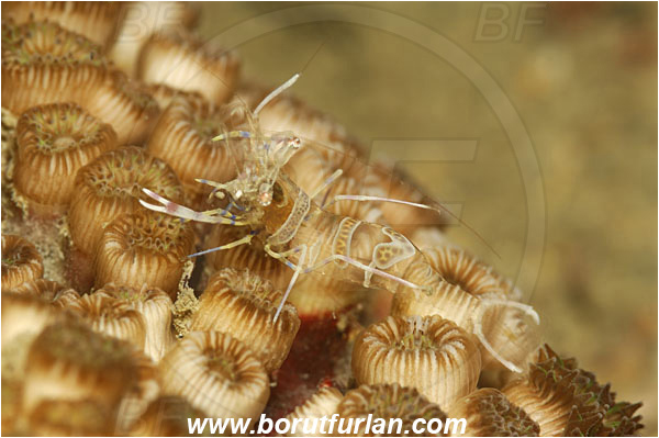Piran, Slovenia, Adriatic sea, Mediterranean sea, Periclimenes amethysteus, Periclimenes, Palaemonidae, Decapoda, Glass shrimp, Shrimp, Crustacea, Crustacean