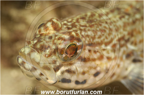 Piran, Slovenia, Adriatic sea, Mediterranean sea, Gobius bucchichi, Gobius, Gobiidae, Bucchich