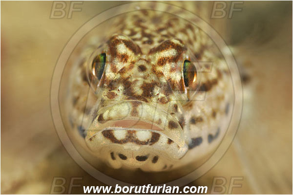 Piran, Slovenia, Adriatic sea, Mediterranean sea, Gobius bucchichi, Gobius, Gobiidae, Bucchich