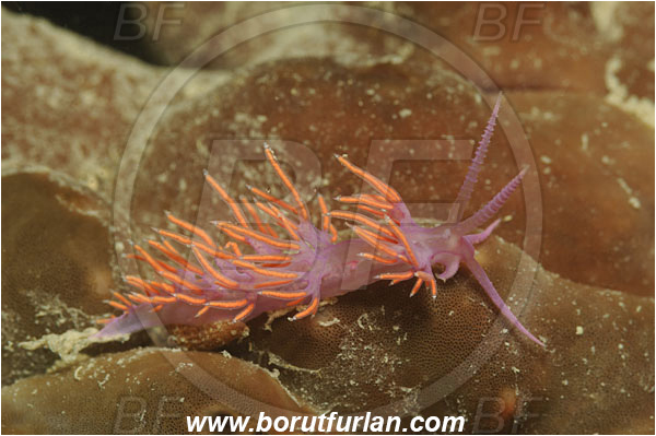 Piran, Slovenia, Adriatic sea, Mediterranean sea, Paraflabellina ischitana, Paraflabellina, Flabellinidae, Pink Flabellina, Mediterranean flabellina, Nudibranch, Sea slug, Gastropoda, Mollusca