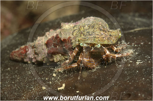 Piran, Slovenia, Adriatic sea, Mediterranean sea, Pagurus anachoretus, Pagurus, Paguridae, Crustacea, Crustacean, Long-armed Hermit Crab, Hermit crab, Crab