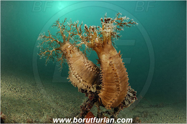 Piran, Slovenia, Adriatic sea, Mediterranean sea, Ocnus planci, Ocnus, Cucumariidae, Sea cucumber, Holothuroidea, Holothurian, Echinodermata, Echinoderm