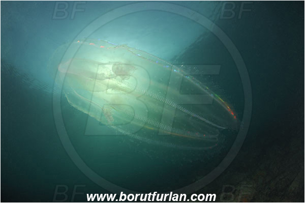 Piran, Slovenia, Adriatic sea, Mediterranean sea, Beroe ovata, Beroe, Beroidae, Ctenophora, Comb Jelly, Plankton