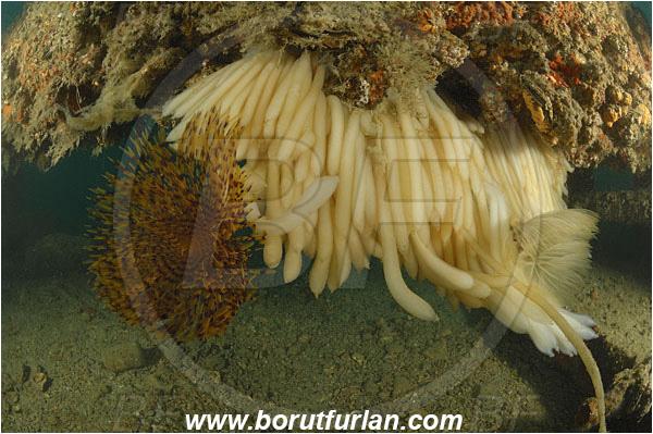 Piran, Slovenia, Adriatic sea, Mediterranean sea, Squid eggs, Eggs, Squid, Cephalopoda, Mollusca, Mollusc, Reef, Sewer pipe, Worm, Sabella spallanzanii, Sabella, Sabellidae, Mediterranean fanworm, Polychaeta