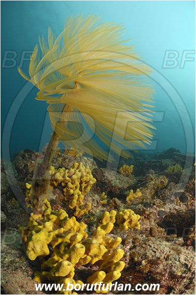 Piran, Slovenia, Adriatic sea, Mediterranean sea, Aplysina aerophoba, Aplysina, Aplysinidae, Yellow Tube Sponge, Golden Sponge, Sponge, Porifera, Worm, Sabella spallanzanii, Sabella, Sabellidae, Mediterranean fanworm, Polychaeta, Reef