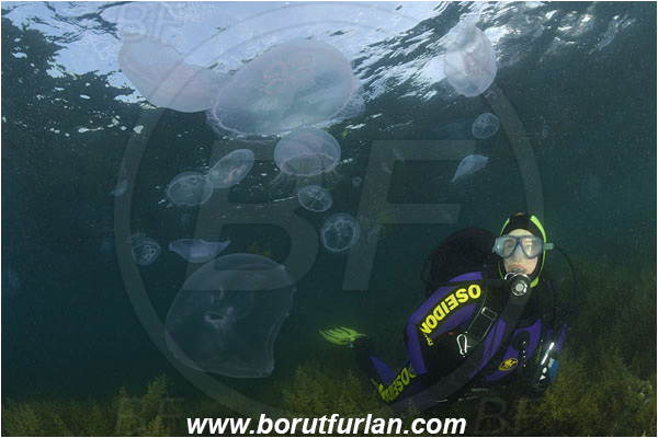 Piran, Slovenia, Adriatic sea, Mediterranean sea, Aurelia aurita, Aurelia, Ulmaridae, Scyphozoa, Cnidaria, Cnidarian, Moon jellyfish, Jellyfish, Reef, Algae, Diver