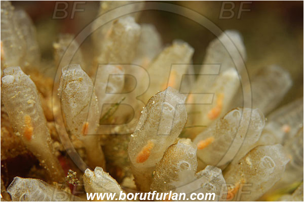 Island Cres, Croatia, Adriatic sea, Mediterranean sea, Clavelina sp., Clavelina, Clavelinidae, Sea squirt, Ascidiacea, Tunicata, Tunicate