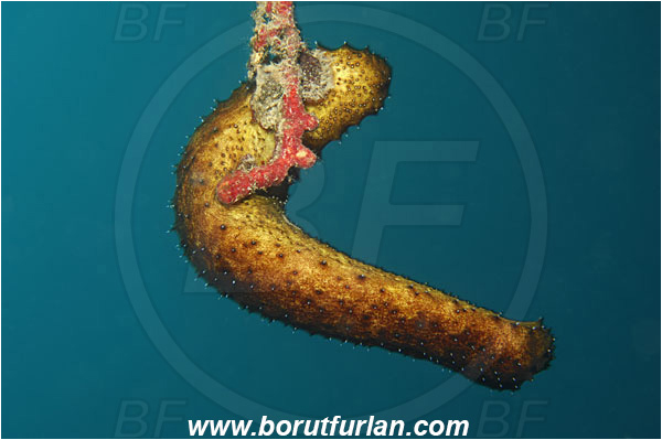 Island Cres, Croatia, Adriatic sea, Mediterranean sea, Holothuria (Holothuria) tubulosa, Holothuria, Holothuriidae, Tubular sea cucumber, Holothuroidea, Holothurian, Echinodermata, Echinoderm, Hanging on gorgonian