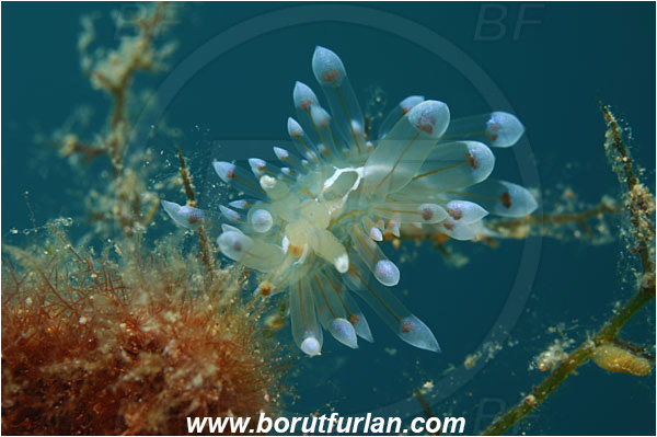 Island Cres, Croatia, Adriatic sea, Mediterranean sea, Antiopella cristata, Antiopella, Janolidae, Crested aeolis, Nudibranch, Sea slug, Gastropoda, Mollusca, Juvenile