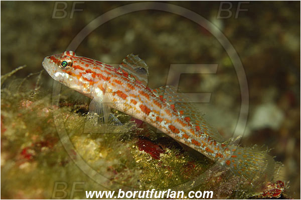 Adriatic sea, Croatia, Fish, Gobiidae, Gobius, Gobius kolombatovici, Goby, Kolombatovich