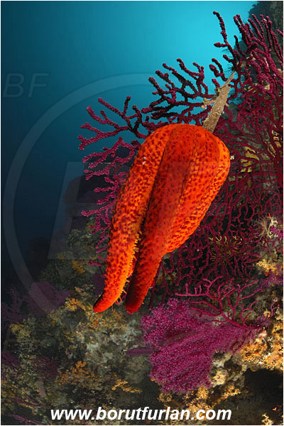 Island Cres, Croatia, Adriatic sea, Mediterranean sea, Paramuricea clavata, Paramuricea, Plexauridae, Mediterranean gorgonian, Sea fan, Coral, Cnidaria, Cnidarian, Reef, Echinaster sepositus, Echinaster, Echinasteridae, Red starfish, Strafish, Asteroidea, Echinodermata, Echinoderm