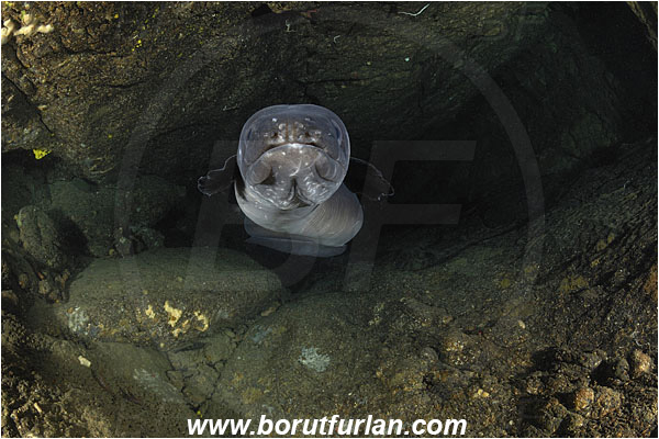 Island Cres, Croatia, Adriatic sea, Mediterranean sea, Conger conger, Conger, Congridae, European conger, Fish, Reef, Cave, Portrait