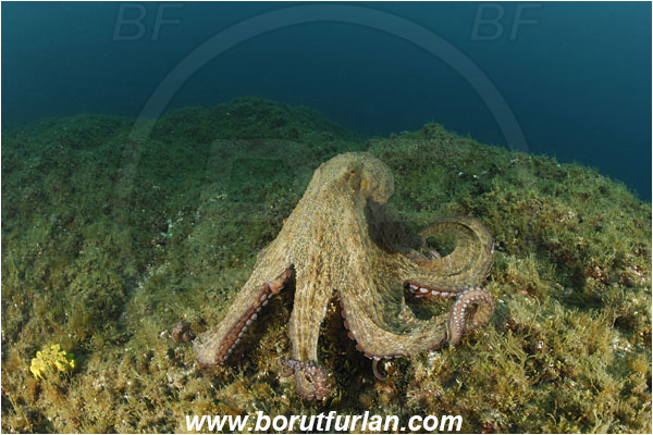 Island Cres, Croatia, Adriatic sea, Mediterranean sea, Octopus vulgaris, Octopus, Octopodidae, Common octopus, Cephalopoda, Mollusca, Mollusc, Reef, Algae