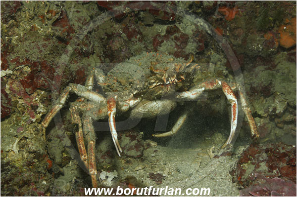 Island Unije, Croatia, Adriatic sea, Mediterranean sea, Maja squinado, Maja, Majidae, Decapoda, Crustacea, Crustacean, Common spider crab, Crab, Female