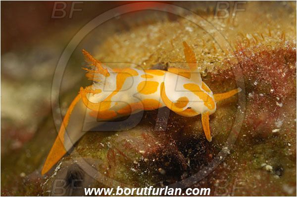 Island Unije, Croatia, Adriatic sea, Mediterranean sea, Trapania maculata, Trapania, Goniodorididae, Yellow sea slug, Nudibranch, Sea slug, Gastropoda, Mollusca