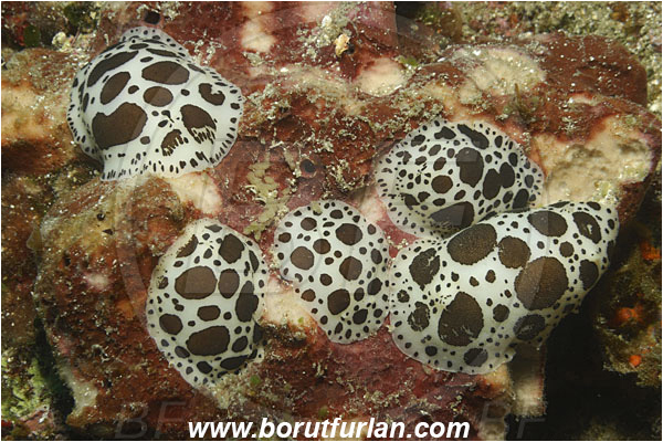 Island Unije, Croatia, Adriatic sea, Mediterranean sea, Peltodoris atromaculata, Peltodoris, Discodorididae, Dotted sea slug, Nudibranch, Sea slug, Gastropoda, Mollusca, Mating