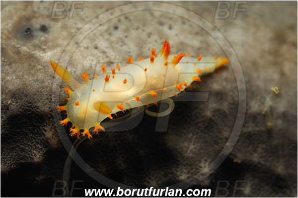 Island Srakane, Croatia, Adriatic sea, Mediterranean sea, Crimora papillata, Crimora, Triophinae, Nudibranch, Sea slug, Gastropoda, Mollusca