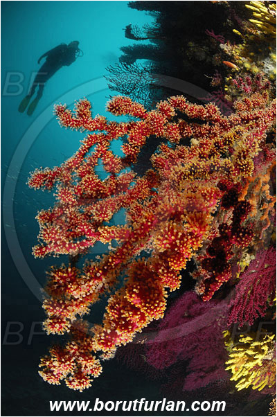Island Cres, Croatia, Adriatic sea, Mediterranean sea, Alcyonium coralloides, Alcyonium, Alcyoniidae, False coral, Soft coral, Coral, Cnidaria, Cnidarian, Reef, Diver