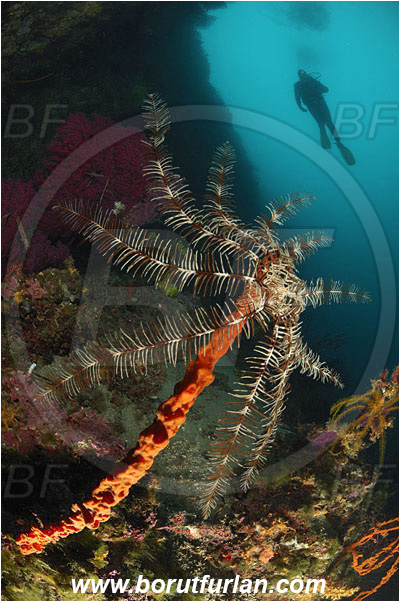 Island Cres, Croatia, Adriatic sea, Mediterranean sea, Reef, Antedon mediterranea, Antedon, Antedonidae, Mediterranean feather star, Crinoid, Crinoidea, Feather star, Echinodermata, Echinoderm, Diver