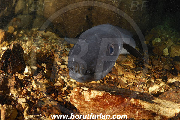 Island Cres, Croatia, Adriatic sea, Mediterranean sea, Conger conger, Conger, Congridae, European conger, Fish, Reef, Cave, Portrait