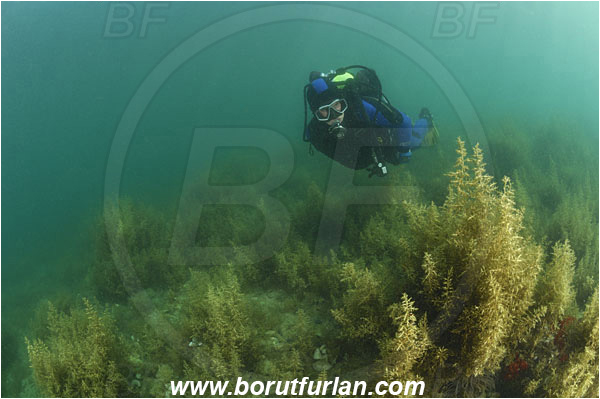 Piran, Slovenia, Adriatic sea, Mediterranean sea, Reef, Algae, Diver