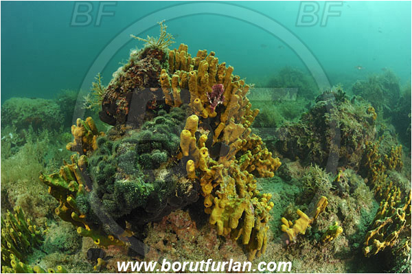 Piran, Slovenia, Adriatic sea, Mediterranean sea, Aplysina aerophoba, Aplysina, Aplysinidae, Yellow Tube Sponge, Golden Sponge, Sponge, Porifera, Reef