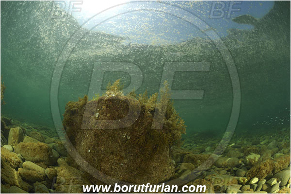 Piran, Slovenia, Adriatic sea, Mediterranean sea, Reef, Shallow, Rocks, Stones, Blooming of the sea