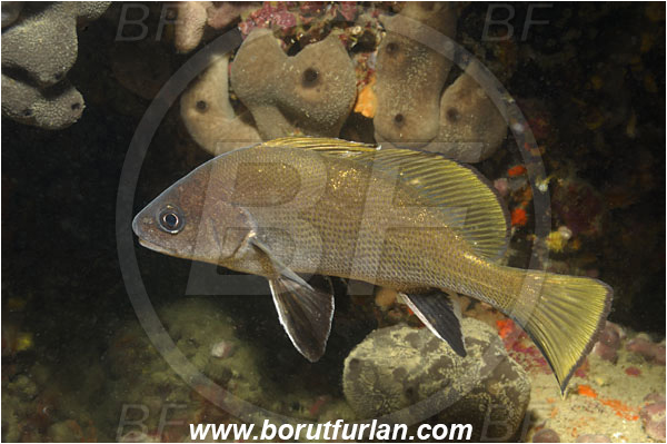 Piran, Slovenia, Adriatic sea, Mediterranean sea, Sciaena umbra, Sciaena, Sciaenidae, Brown meagre, Corb meager, Fish