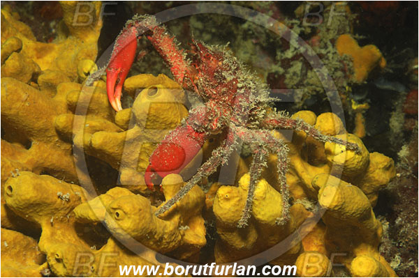 Piran, Slovenia, Adriatic sea, Mediterranean sea, Herbstia condyliata, Herbstia, Epialtidae, Decapoda, Crustacea, Crustacean, Spiny Majoid Spider Crab, Crab