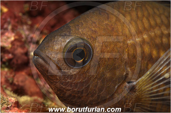 Piran, Slovenia, Adriatic sea, Mediterranean sea, Chromis chromis, Chromis, Pomacentridae, Mediterranean damselfish, Damselfish, Fish, Portrait