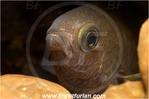 Piran, Slovenia, Adriatic sea, Mediterranean sea, Chromis chromis, Chromis, Pomacentridae, Mediterranean damselfish, Damselfish, Fish, Portrait