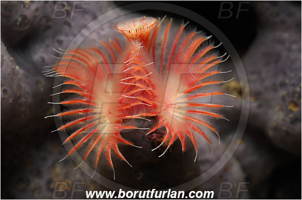 Piran, Slovenia, Adriatic sea, Mediterranean sea, Serpula vermicularis, Serpula, Serpulidae, Red tube worm, Plume worm, Worm, Polychaeta, Abstract