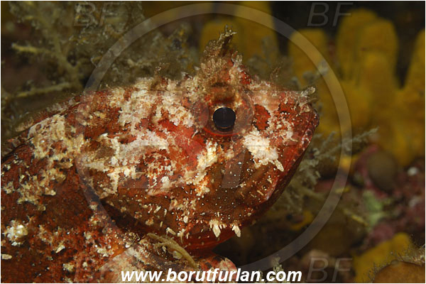 Piran, Slovenia, Adriatic sea, Mediterranean sea, Scorpaena porcus, Scorpaena, Scorpaenidae, Brown scorpionfish, Scorpionfish, Fish, Portrait